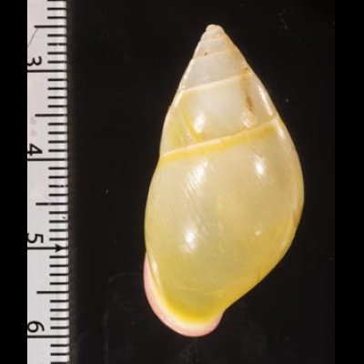 パムアンマレーマイマイ (仮称) Amphidromus phamanhifig.2