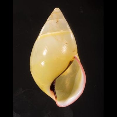 パムアンマレーマイマイ (仮称) Amphidromus phamanhifig.1