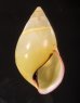 パムアンマレーマイマイ (仮称) Amphidromus phamanhifig.1