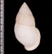 インゲンスマレーマイマイ (仮称) Amphidromus ingensfig.2