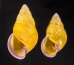 アリスマレーマイマイ (仮称) Amphidromus alicetandiasaefig.1
