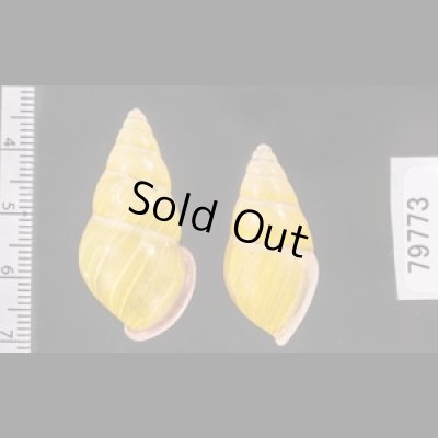 アリスマレーマイマイ (仮称) Amphidromus alicetandiasaefig.2