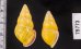 アリスマレーマイマイ (仮称) Amphidromus alicetandiasaefig.2
