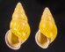アリスマレーマイマイ (仮称) Amphidromus alicetandiasaefig.1