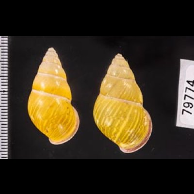 アリスマレーマイマイ (仮称) Amphidromus alicetandiasaefig.2