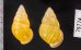 アリスマレーマイマイ (仮称) Amphidromus alicetandiasaefig.2