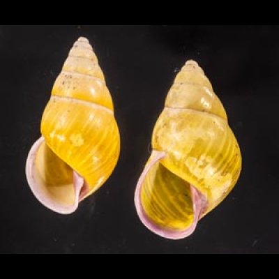 アリスマレーマイマイ (仮称) Amphidromus alicetandiasaefig.1