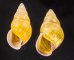 アリスマレーマイマイ (仮称) Amphidromus alicetandiasaefig.1