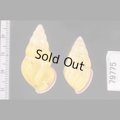 アリスマレーマイマイ (仮称) Amphidromus alicetandiasaefig.2