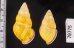 アリスマレーマイマイ (仮称) Amphidromus alicetandiasaefig.2