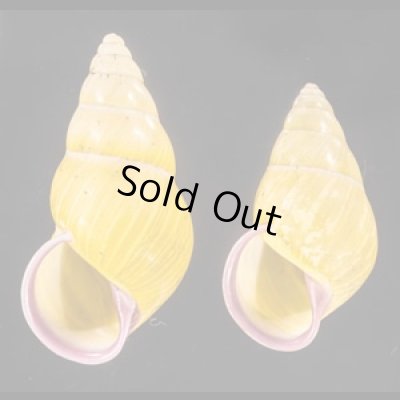 アリスマレーマイマイ (仮称) Amphidromus alicetandiasaefig.1