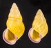 アリスマレーマイマイ (仮称) Amphidromus alicetandiasaefig.1