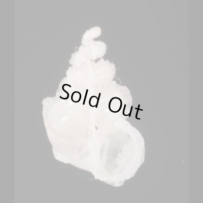 画像1: タツノコイトカケ cf.