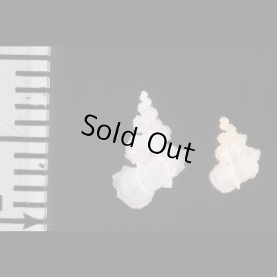 画像2: タツノコイトカケ cf.