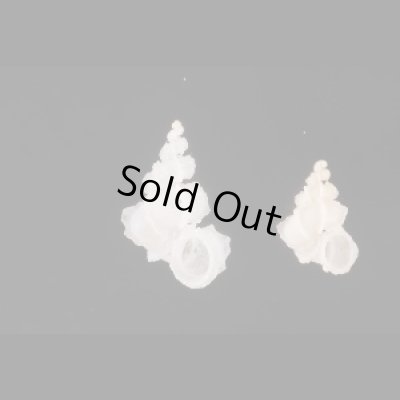 画像1: タツノコイトカケ cf.