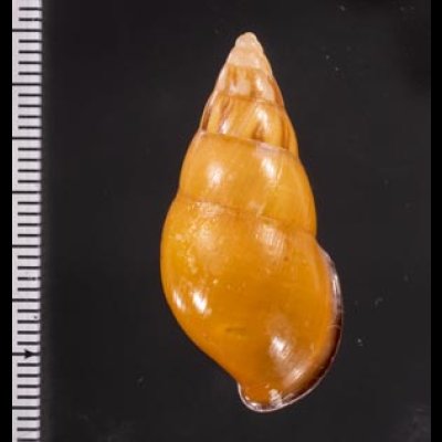 ノリオマレーマイマイ (仮称) Amphidromus noriokowasoeifig.2