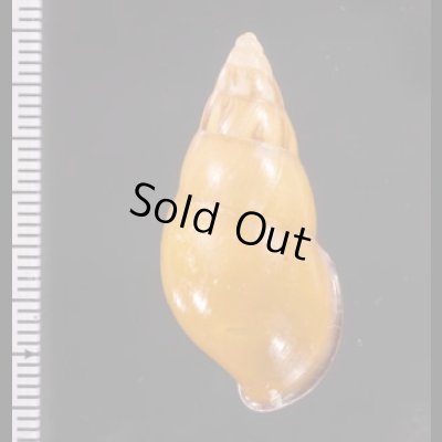 ノリオマレーマイマイ (仮称) Amphidromus noriokowasoeifig.2