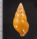 ノリオマレーマイマイ (仮称) Amphidromus noriokowasoeifig.2