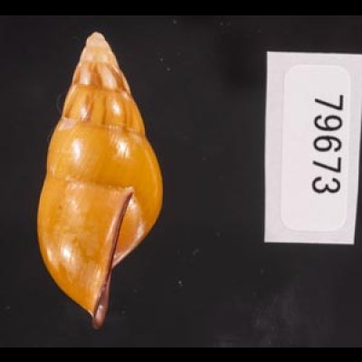 ノリオマレーマイマイ (仮称) Amphidromus noriokowasoeifig.3