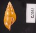 ノリオマレーマイマイ (仮称) Amphidromus noriokowasoeifig.3