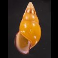 ノリオマレーマイマイ (仮称)