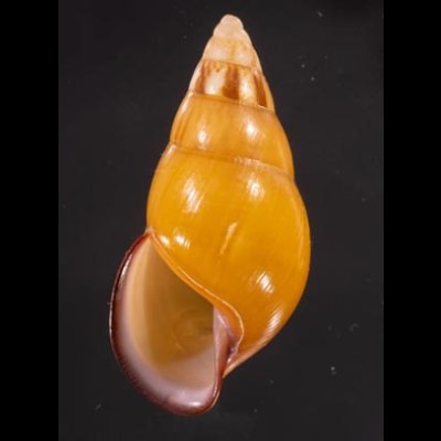 ノリオマレーマイマイ (仮称) Amphidromus noriokowasoeifig.1