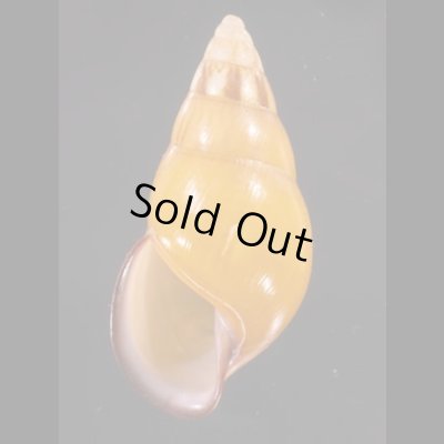 ノリオマレーマイマイ (仮称) Amphidromus noriokowasoeifig.1