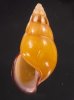 ノリオマレーマイマイ (仮称) Amphidromus noriokowasoeifig.1