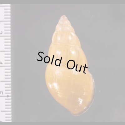 ノリオマレーマイマイ (仮称) Amphidromus noriokowasoeifig.2