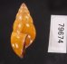 ノリオマレーマイマイ (仮称) Amphidromus noriokowasoeifig.3