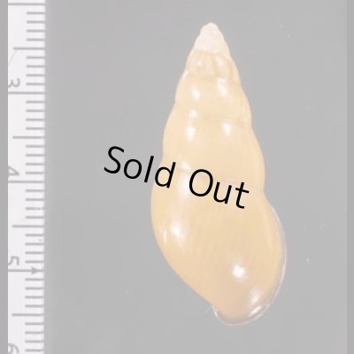 ノリオマレーマイマイ (仮称) Amphidromus noriokowasoeifig.2