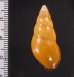 ノリオマレーマイマイ (仮称) Amphidromus noriokowasoeifig.2