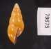 ノリオマレーマイマイ (仮称) Amphidromus noriokowasoeifig.3