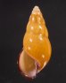 ノリオマレーマイマイ (仮称) Amphidromus noriokowasoeifig.1