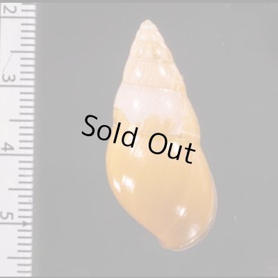 ノリオマレーマイマイ (仮称) Amphidromus noriokowasoeifig.2
