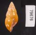 ノリオマレーマイマイ (仮称) Amphidromus noriokowasoeifig.3
