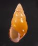ノリオマレーマイマイ (仮称) Amphidromus noriokowasoeifig.1