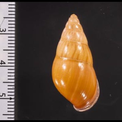ノリオマレーマイマイ (仮称) Amphidromus noriokowasoeifig.2