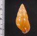 ノリオマレーマイマイ (仮称) Amphidromus noriokowasoeifig.2