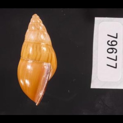 ノリオマレーマイマイ (仮称) Amphidromus noriokowasoeifig.3