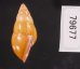ノリオマレーマイマイ (仮称) Amphidromus noriokowasoeifig.3