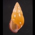 ノリオマレーマイマイ (仮称)
