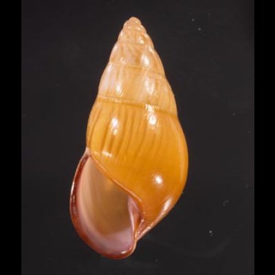 ノリオマレーマイマイ (仮称) Amphidromus noriokowasoeifig.1