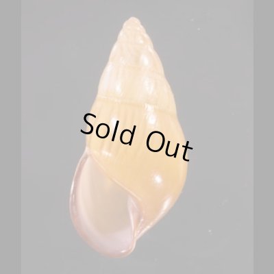 ノリオマレーマイマイ (仮称) Amphidromus noriokowasoeifig.1