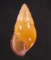 ノリオマレーマイマイ (仮称) Amphidromus noriokowasoeifig.1