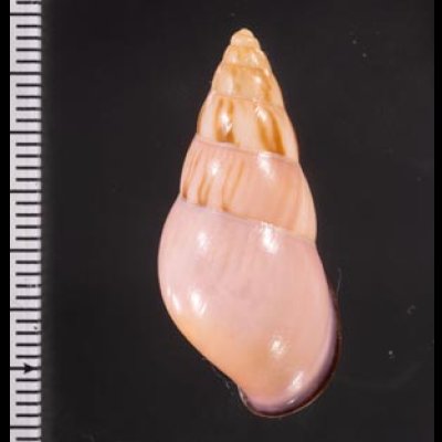 ノリオマレーマイマイ (仮称) Amphidromus noriokowasoeifig.2