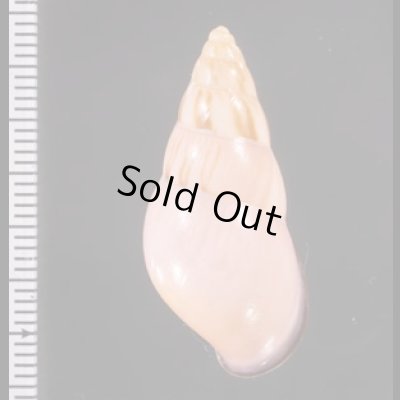ノリオマレーマイマイ (仮称) Amphidromus noriokowasoeifig.2