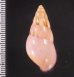 ノリオマレーマイマイ (仮称) Amphidromus noriokowasoeifig.2