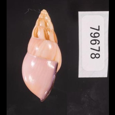 ノリオマレーマイマイ (仮称) Amphidromus noriokowasoeifig.3