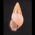 ノリオマレーマイマイ (仮称)